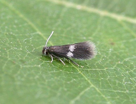 Ectoedemia minimella