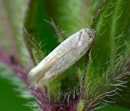 Opostegidae