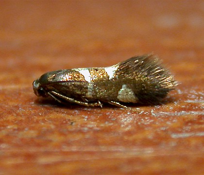 Heliozelidae