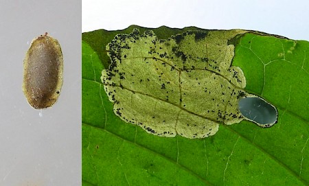 Antispila metallella