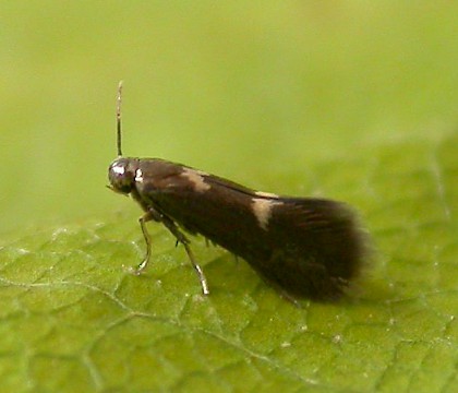 Adult &bull; Ex. mine in Alnus, Chorlton, Greater Manchester &bull; &copy; Ben Smart