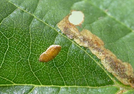 Heliozela resplendella