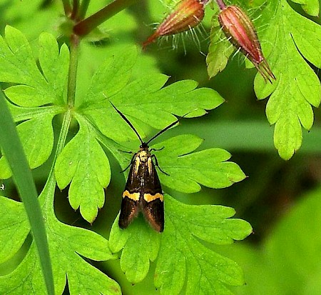 Nemophora degeerella