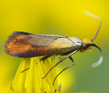 Adult &bull; Priory Country Park, Bedfordshire &bull; &copy; Keith Balmer