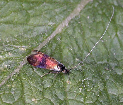 Male &bull; Bedfordshire &bull; &copy; Andy Banthorpe