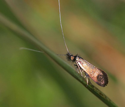 Adult &bull; Tir Stent, North Wales &bull; &copy; Tristan Bantock