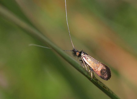 Nemophora minimella