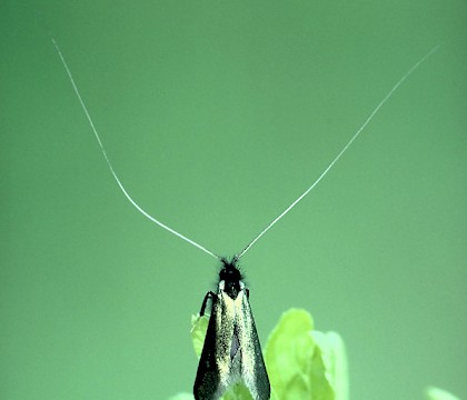 Male &bull; Studham, Bedfordshire &bull; &copy; Charles Baker