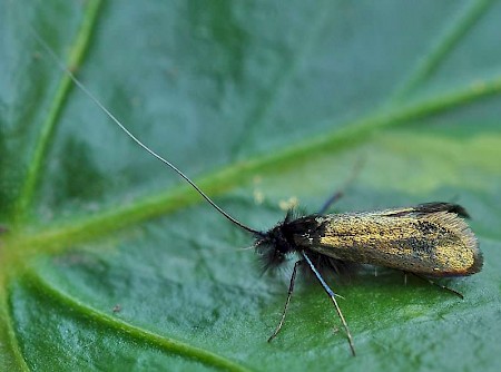 Adela reaumurella