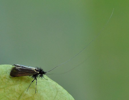 Adela reaumurella