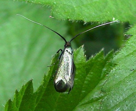 Adela reaumurella