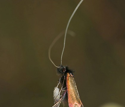 Male &bull; Harlech, N. Wales &bull; &copy; Tristan Bantock