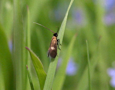 Cauchas fibulella