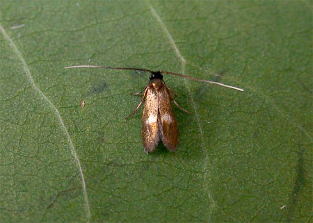 Cauchas fibulella