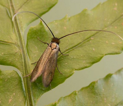 Adult &bull; Shibden Valley, W. Yorks. &bull; &copy; Ian Kimber