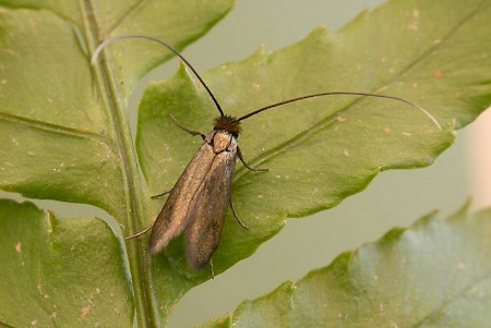 Cauchas rufimitrella