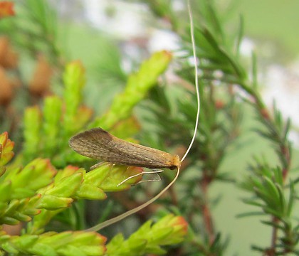 Adult &bull; East Ross, Scotland &bull; &copy; Nigel Richards