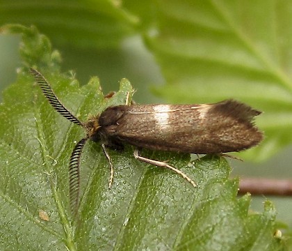 Incurvariidae