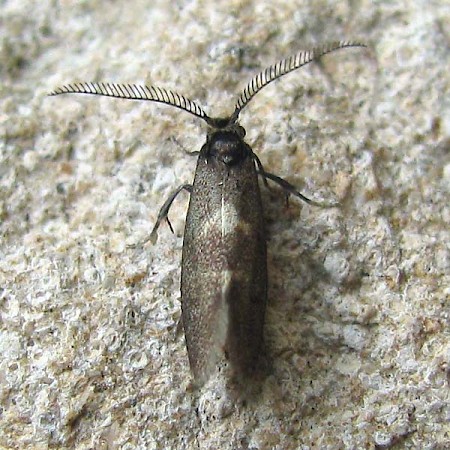 Incurvaria pectinea