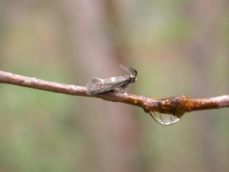 Incurvaria pectinea