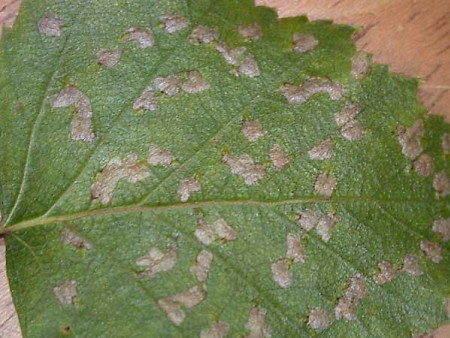 Incurvaria pectinea