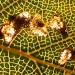 Larvae • On Betula, transmitted light • © Andy Mabbett