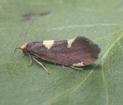 Adult &bull; Markfield, Leics. &bull; &copy; Andy Mackay