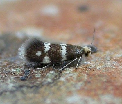 Adult &bull; Carmarthenshire &bull; &copy; Jon Baker