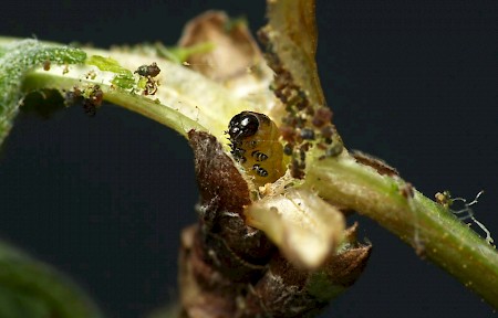 Currant Shoot Borer Lampronia capitella