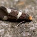 Adult • Woodbastwick Fen, Norfolk • © Andy Musgrove