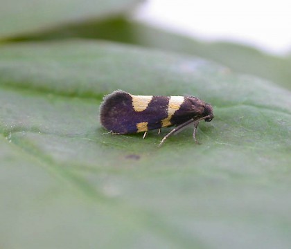 Adult &bull; Blean Woods, Kent &bull; &copy; Francis Solly