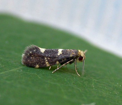 Adult &bull; Stoneless, Kent &bull; &copy; Francis Solly