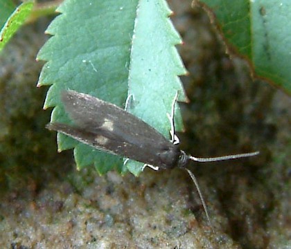 Adult &bull; Sunderland Point, Lancashire &bull; &copy; Steve Palmer