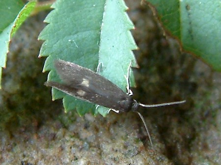 Lampronia morosa