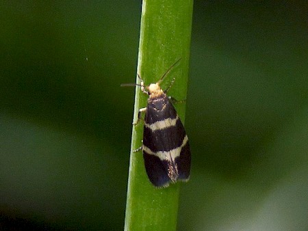 Lampronia flavimitrella