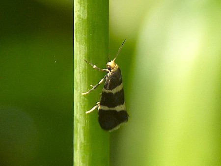 Lampronia flavimitrella