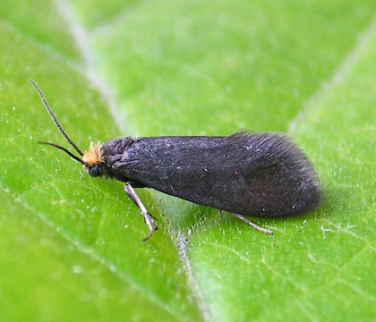 Adult &bull; Astley Moss; leg. K. McCabe &bull; &copy; Ben Smart