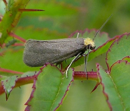 Adult &bull; Umbra Nature Reserve, Co.Londonderry &bull; &copy; Ed McGuiggan
