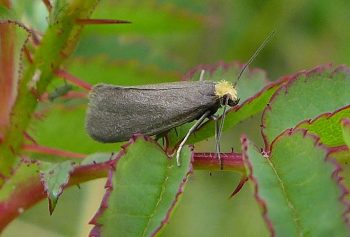 Lampronia Pubicornis Ukmoths