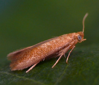 Adult &bull; Reared from leafmine &bull; &copy; Oliver Wadsworth