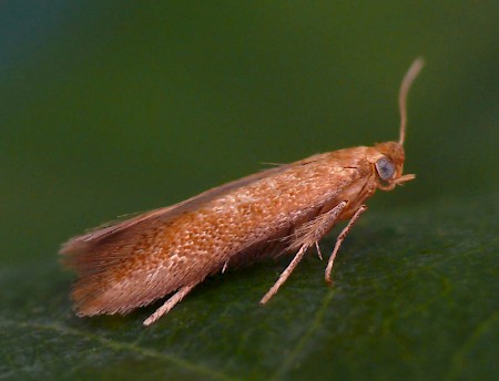 Tischeria dodonaea