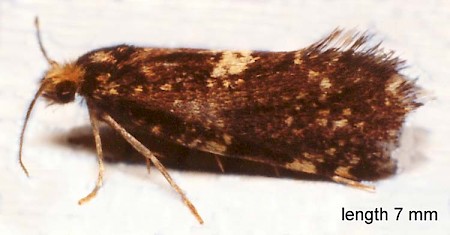 Diplodoma laichartingella