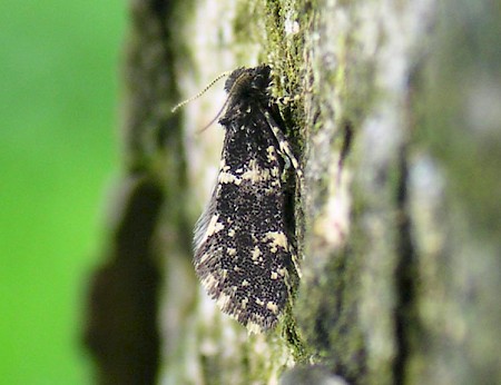 Narycia duplicella