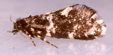 Narycia duplicella