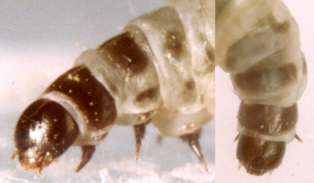 Narycia duplicella