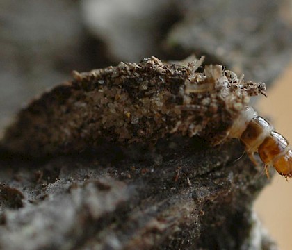 Larva &bull; Portsmouth, Hampshire &bull; &copy; Ian Thirlwell