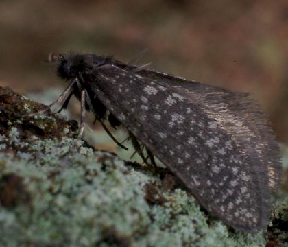 Male &bull; Netherlands. (Male not found in Britain) &bull; &copy; Jeroen Voogd