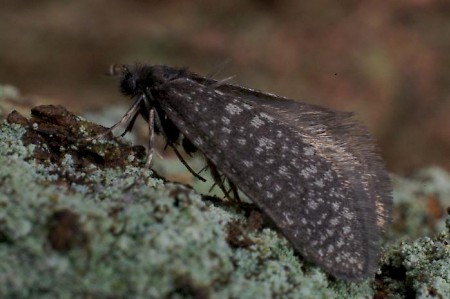 Lichen Case-bearer Dahlica lichenella