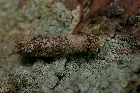 Lichen Case-bearer Dahlica lichenella