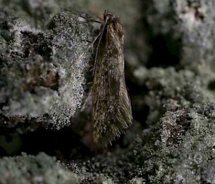 Male &bull; The Netherlands &bull; &copy; Jeroen Voogd